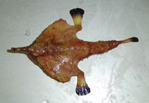 Image of Ogcocephalus corniger (Longnose batfish)