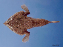 Image of Ogcocephalus declivirostris (Slantbrow batfish)