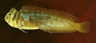 Image of Omobranchus fasciolatoceps 