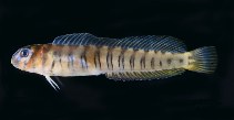 Image of Omobranchus verticalis (Vertical blenny)