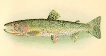 Image of Oncorhynchus clarkii (Cutthroat trout)