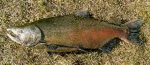 Image of Oncorhynchus tshawytscha (Chinook salmon)