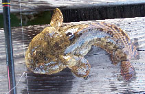 Image of Opsanus beta (Gulf toadfish)
