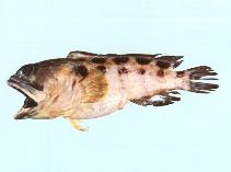 Image of Opistognathus latitabundus (Blotched jawfish)