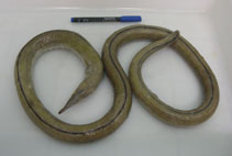 Image of Ophisurus serpens (Serpent eel)