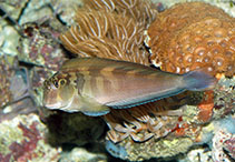 Image of Ophioblennius steindachneri (Large-banded blenny)