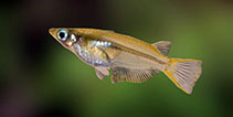Image of Oryzias carnaticus (Spotted ricefish)