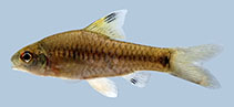 Image of Oreichthys duospilus 