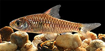 Image of Oreichthys incognito 