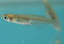 Image of Oryzias latipes (Japanese rice fish)