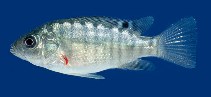 Image of Oreochromis niloticus (Nile tilapia)