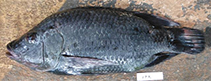 Image of Oreochromis urolepis (Wami tilapia)