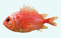 Image of Ostichthys convexus (Roundhead soldierfish)