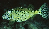 Image of Ostracion cubicum (Yellow boxfish)