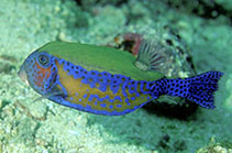Image of Ostracion cyanurus (Bluetail trunkfish)
