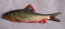 Image of Osteochilichthys elegans (The Charming cyprinid)