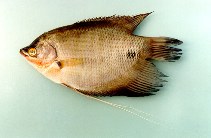 Image of Osphronemus exodon (Elephant ear gourami)