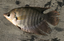 Image of Osphronemus goramy (Giant gourami)