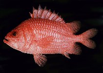 Image of Ostichthys sandix (Vermilion soldierfish)