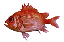 Image of Ostichthys sheni (Shen’s soldierfish)