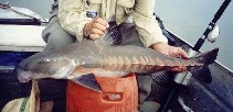 Oxydoras niger, Ripsaw catfish : fisheries, aquarium