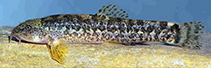 Image of Oxynoemacheilus zarzianus 
