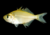 Image of Parambassis apogonoides (Iridescent glassy perchlet)