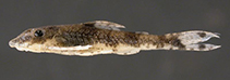 Image of Parotocinclus britskii 