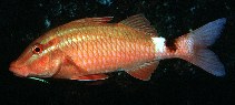 Image of Parupeneus ciliatus (Whitesaddle goatfish)
