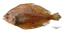 Image of Paralichthys isosceles 