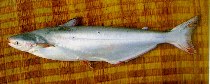 Image of Pangasius krempfi 