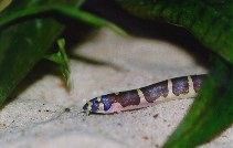 Image of Pangio kuhlii (Coolie loach)