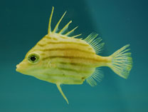 Image of Parahollardia lineata (Jambeau)