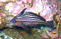 Image of Pareques lineatus 