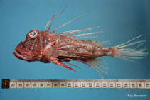 Image of Parapterois macrura 