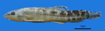 Image of Paracobitis malapterura (Western crested loach)