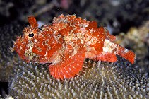 Image of Parascorpaena mossambica (Mozambique scorpionfish)