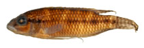 Image of Parananochromis ornatus 