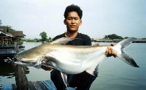 Image of Pangasius sanitwongsei (Giant pangasius)