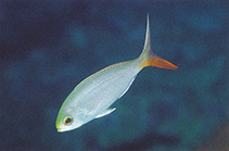 Image of Paracaesio sordida (Dirty ordure snapper)