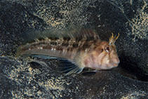 Image of Parablennius tasmanianus (Tasmanian blenny)