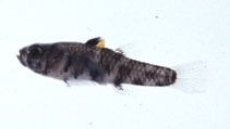 Image of Pandaka trimaculata 