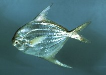 sobrina He aprendido Gestionar Peprilus paru, American harvestfish : fisheries