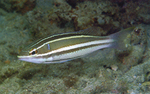 Image of Pentapodus bifasciatus (White-shouldered whiptail)