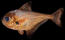 Image of Pempheris familia (Ogasawara sweeper)