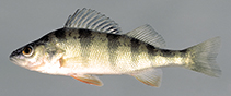 Image of Perca flavescens (American yellow perch)