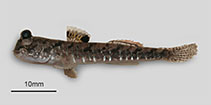 Image of Periophthalmus gracilis (Graceful mudskipper)