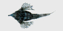 Image of Pegasus laternarius 