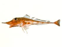 Image of Peristedion liorhynchus (Armoured gurnard)