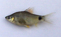 Image of Pethia muvattupuzhaensis 